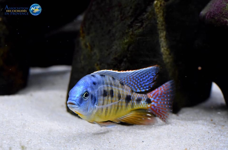 Protomelas virgatus 'Namalenje Island'